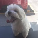 말티스토리 이미지