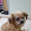 멍멍이랑 호호아줌마 이미지