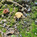 감꽃펜션 이미지