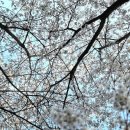 경안로98번길 | 벚꽃 구경과 맛있는 커피 맛있는 디저트가 있는 코에