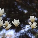 삼원색 Daum카페
