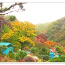 지지골 이미지