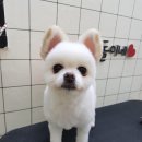 깐돌이네 애견미용호텔 이미지