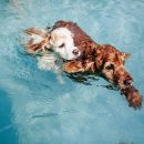 강아지소풍 이미지