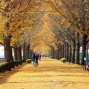 은행나무길 이미지