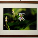 들꽃사랑 이미지