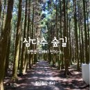 삼다수숲길 1코스 티스토리