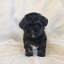 김해 해피몽 김해강아지분양 고양이분양 이미지