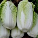 (Pic) Vegetables - (Napa, Chinese) cabbage, lettuce 이미지