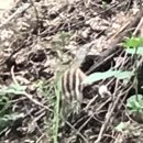 개운산계곡 옹달샘 이미지