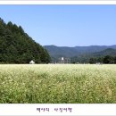 메밀꽃필무렵 이미지