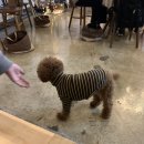 도도한댕댕 이미지