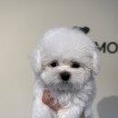 부산강아지분양 디몽 광안리본점 이미지