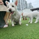 행복펫메이트 이미지