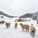 새하얀목장 이미지