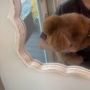 몽실하개 이미지