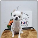 까망댕댕 이미지