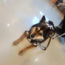 금오 | 제주 서쪽 애견동반 베이커리 카페 금오뜨레 후기