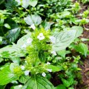 수망리 산마장 잣성 이미지