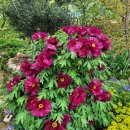 다불촌 독채민박 이미지