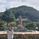 진안 인삼재배 문화 이미지