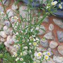 시흥약국 이미지