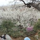 이파리