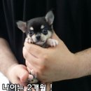 꼬미 이미지