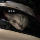 정훈동물병원 이미지