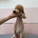 입댕로랑 이미지