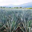 고유종농장 이미지