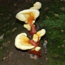 부안군 영지버섯의 환상적인 사진 보기, 영지버섯 복용법, 영지버섯 효능 이미지