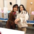 라마지샤 | 랙돌캐터리 바비돌/CFA-CFOK 캣쇼 후기2
