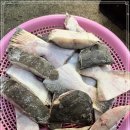 7월 11일(목) 목포는항구다 생선카페 판매생선 [ 광어(탕용), 갈치, 농어(양쪽살 구이용 포뜨기 손질) ] 이미지