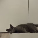 강남대로85길 21-6 이미지