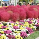 꽃보다 보세 이미지