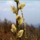 [원적산~천덕봉] 산수유축제장에서 천덕봉지나 주능3봉까지 (2009.4.1)재작성 이미지