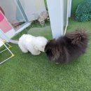 수영로유치원 | [광안애견유치원 후기] 차코와 함께 다녀온 수영 애견유치원 &amp; 놀이방 체험🐾