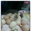 대붕농장 이미지