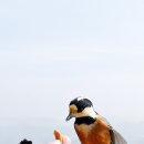 재롱이네 이미지