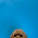 퍼스트멍멍 이미지