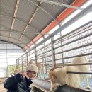 영광밤골흑염소농장 | 제주 남원 가볼만한곳! 편백포레스트
