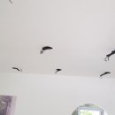 뚜뚜애견 이미지