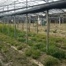 백선농장 이미지