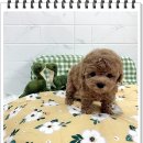 마마스미독 강아지분양 인천점 | 마마스미독 강아지분양 인천점 재방문할 예정이랍니다 인천강아지 애견분양