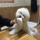 산성애견