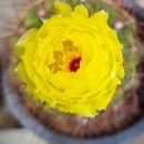 수원-0943 이미지