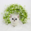 헤어도로시 | 광주브리티쉬숏헤어분양 오늘도 한바탕 실랑이