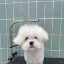 무거동 강아지 미용실 이미지