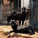 포승농장 이미지